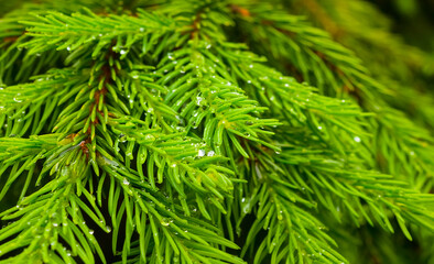 closeup green fir tree branch natural forest background