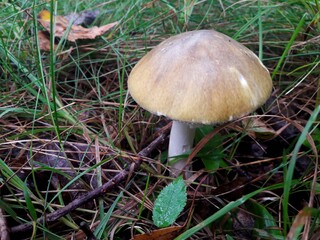 A Beautiful and Lovely Wild Mushroom Nestled Deep Amidst the Lush Green Grass of Nature