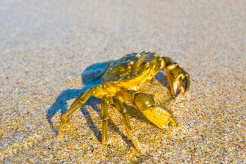 closeup crab crawl by the sandy  sea coast