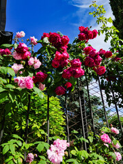 Red and pink roses growing on green bushes near a black metal fence under a blue sky with white clouds.