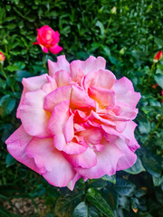A close-up of a pink rose with layered petals. The background features green foliage, Bright and vibrant colors are present.