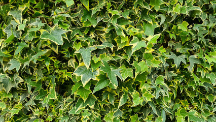 A dense wall of green ivy leaves fills the frame. The leaves are vibrant and healthy, showcasing...
