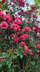 A vibrant display of pink roses blooming on a trellis. The flowers are lush and full, surrounded by green leaves, creating a colorful garden scene.