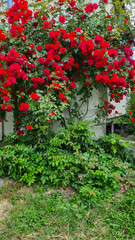 A vibrant display of red bougainvillea flowers climbing a wall, surrounded by lush green foliage and grass. The scene captures the beauty of nature in a garden setting.