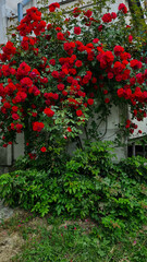 A vibrant display of red roses climbing a wall, surrounded by lush green foliage. The scene...