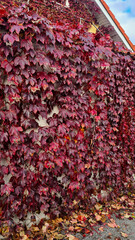 A wall covered with vibrant red ivy leaves. The leaves are in various shades of red, creating a...