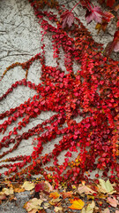 Vibrant red ivy leaves climbing a textured gray wall. Fallen yellow and brown leaves scattered on the ground. Autumn season ambiance. background