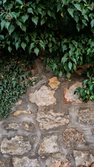 A textured stone wall partially covered with green ivy. The scene showcases natural elements blending with rustic architecture.