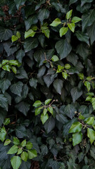 A dense wall of green and dark leaves creates a natural backdrop. The foliage displays various shades of green, adding depth and texture to the scene.