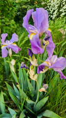 Purple irises bloom in a lush garden. The flowers display vibrant colors with green leaves surrounding them. A serene natural setting enhances their beauty.