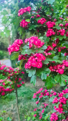 Vibrant pink flowers bloom on a bush in a lush garden. The scene showcases a variety of green leaves surrounding the bright blossoms.