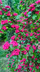 A close-up view of vibrant pink flowers blooming on a bush. The lush green leaves provide a rich backdrop, showcasing the beauty of spring.