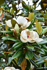 タイサンボク　Southern magnolia © maaagram