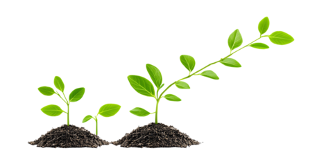 Seedling Growth Stages on Black Background Showing Plant Development and Business Growth Concept