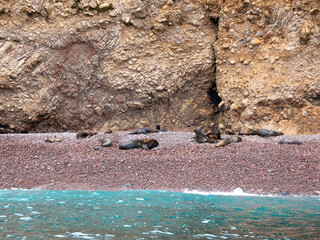Sea Lions Sunbathing on the Shore Filled with Reddish Rocks at Ballestas Island, Peru