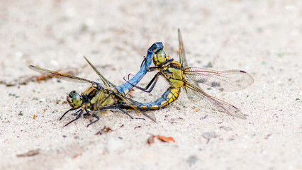 wasp on the ground