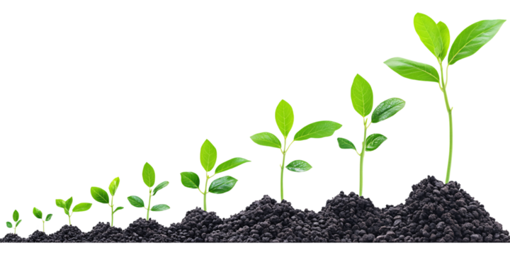 Seedling Growth Stages in Soil Showing Plant Development and Business Growth Concept Isolated Progression of Saplings Representing Investment, Cultivation, and Gradual Success