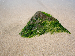 Algae-Covered Stone on Sandy Beach in Paracas, Peru