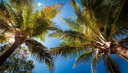 looking up at palm trees in queensland