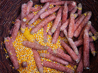 Crushing corn cobs, separating the corn grains from the cob, pile of dry cobs and maize seed in a basket, top view. Husking seeds of maize cobs after harvesting. Organic grain products on home farm.