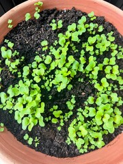 Plant seedlings growing from soil in round terracotta pot