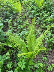 Close-up of a green fern in a lush forest, with a mountain river and dense trees in the background....