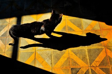Cat Shadow on Colorful Floor