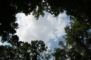 Sky View Framed by Tree Canopy in Summer Forest