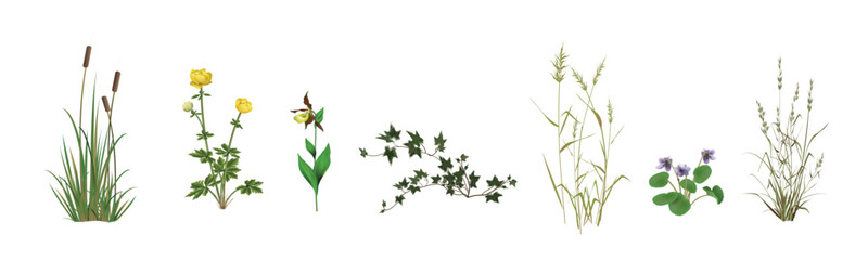 Cattail, globeflower, lady's slipper orchid, ivy, reed, marsh violet, ryegrass. Moisture-loving Plants of swamps, wet forests and meadows. Detailed realistic drawings set isolated on white background.