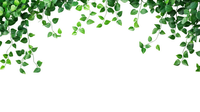 Fresh green ivy isolated on white background 