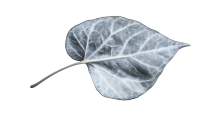 Fresh ivy leaf isolated on white background 