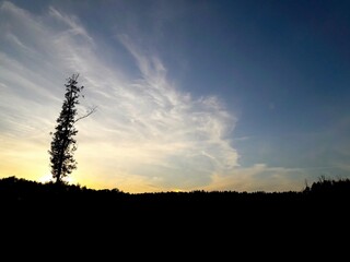 The striking silhouette of a majestic tree stands tall against a stunning dusk sky backdrop