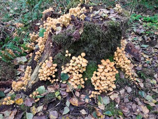 Vibrant and Colorful Fungus Growth on a Tree Stump Surrounded by a Lush Forest Setting