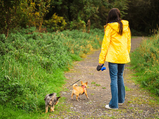 Teenager girl walking small dogs in a park. Making money on pet service and care concept. Hobby and responsibility. Model in yellow jacket and blue jeans. Selective focus