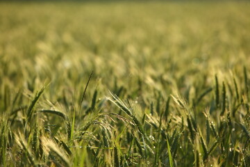A breathtakingly beautiful lush green wheat field at sunrise, showcasing natures splendor