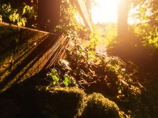 A wooden fence with a path in between. The path is lined with trees and leaves. The sun is shining through the trees, creating a warm and inviting atmosphere. Hot season mood and vibe.