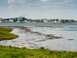 Group of adult swans on the way to Galway city by water. Town buildings in the background. Sightseeing and tourism concept. Warm sunny day with blue cloudy sky. West of Ireland. Tourist and landmarks