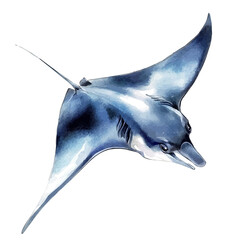 watercolor vector of Manta Ray, isolated on a white background.