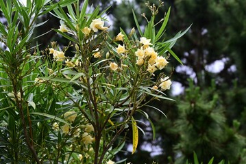 Yellow oleander (Cascabela thevetia) flowers. Apocynaceae tropical semi-hardy deciduous tree....