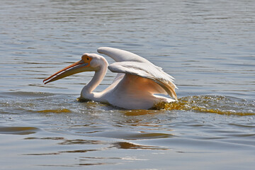 Pelican