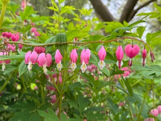 Fototapeta premium Close up of beautiful pink and white dicentra blooms hanging from stem