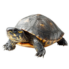 Fototapeta premium Turtle isolated on transparent background.