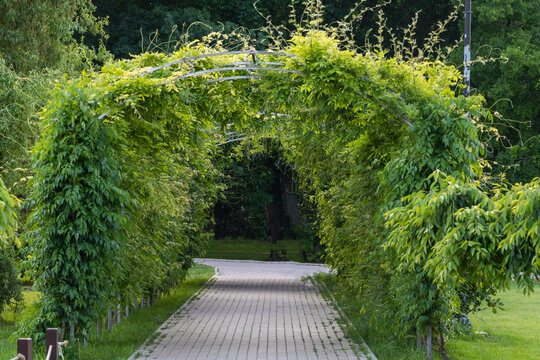 Beautiful green arch made of climbing plants in the park, an arched path for walking between two areas with trees and grass on each side