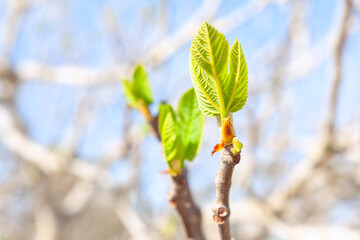Tree branch with delicate, fresh green leaves emerging, symbolizing renewal and the arrival of...