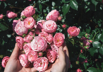Personal perspective of a person's hand holding a handful of pink roses in full bloom