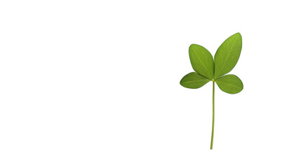 Green clover leaf isolated on white background 