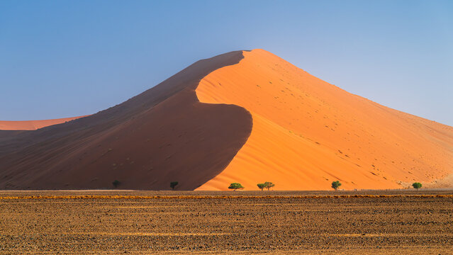 Row of trees in front of a large sand dune in the desert, Sossusvlei, Namib Naukluft National Park, Namibia