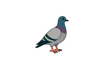 Pigeon Color vector on white background.02