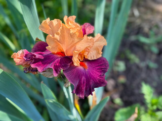 Beautiful blooming orange purple iris flower in full bloom. Vibrant, ruffled iris petals against a...