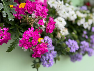 Blooming vibrant pink and purple verbena flowers close up